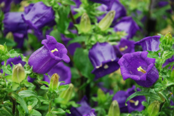Картинка цветы колокольчики фиолетовый