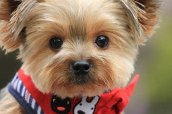 Картинка животные собаки щенок мордочка милый