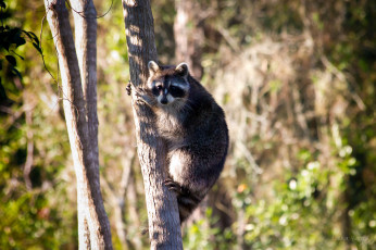 Картинка животные еноты дерево зверек