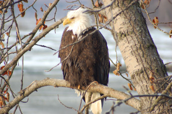 Картинка животные птицы хищники белоголовый орлан сила гордость символ америки