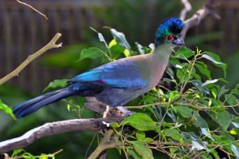 Картинка животные турако яркий перья
