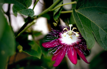 Картинка цветы пассифлора экзотика лепестки