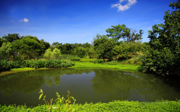 Картинка природа парк деревья вода