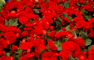 Картинка цветы бегония много красный