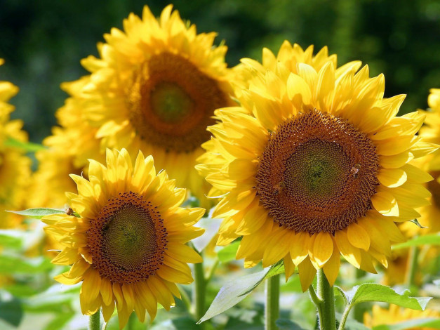 Обои картинки фото цветы, подсолнухи