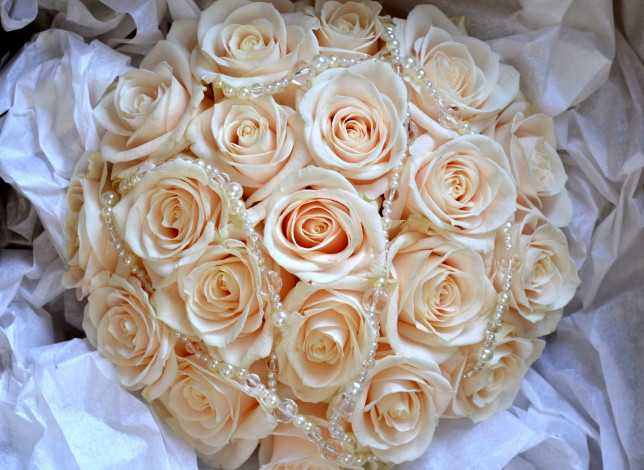 Обои картинки фото цветы, розы, бежевый, бусы