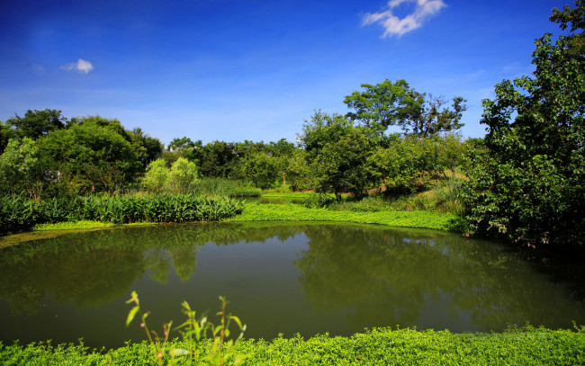 Обои картинки фото природа, парк, деревья, вода