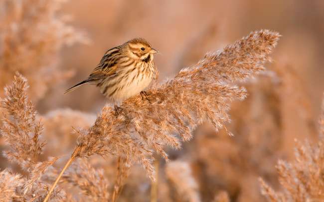 Обои картинки фото животные, птицы, маленький, птичка, комочек