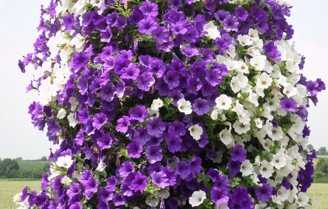 Обои картинки фото цветы, петунии, калибрахоа, белый, петуния, фиолетовый