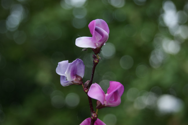 Обои картинки фото цветы, фасоли, зеленый, фон