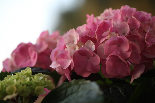 Обои картинки фото цветы, гортензия, макро, соцветие, elena, di, guardo