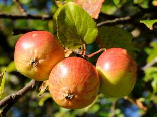 Картинка природа плоды ветка яблоки