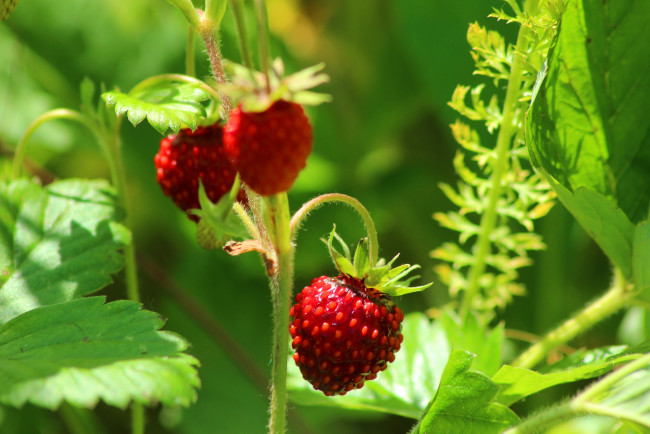 Обои картинки фото природа, Ягоды, земляника, макро