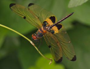 Картинка животные стрекозы стрекоза