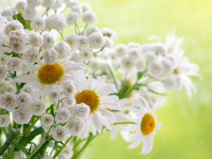 Картинка цветы разные+вместе гипсофила ромашки