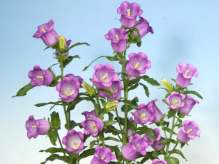 Картинка цветы колокольчики розовые