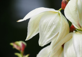 Картинка цветы юкка макро