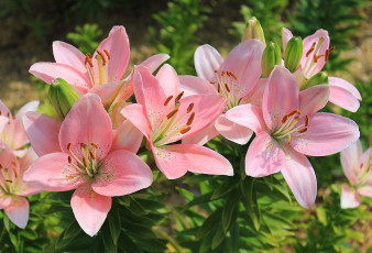 Картинка цветы лилии +лилейники розовый