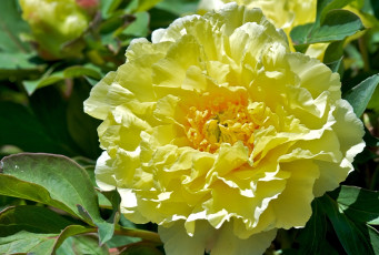 Картинка цветы пионы макро