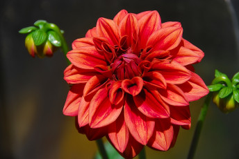 Картинка цветы георгины красный