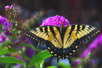 Картинка животные бабочки крылья