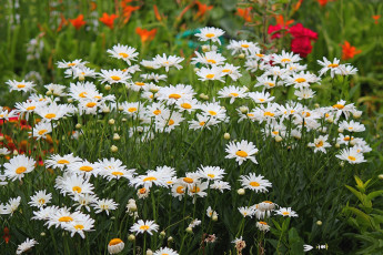 Картинка цветы ромашки белый