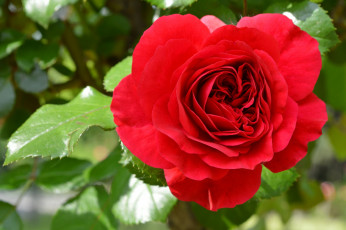 Картинка цветы розы красный