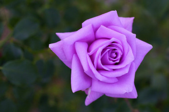 Картинка цветы розы макро