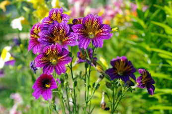 Картинка цветы сальпиглоссис лиловый