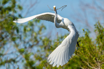 Картинка животные цапли +выпи цапля белая