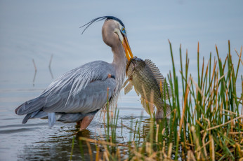 Картинка животные цапли +выпи доьыча цапля