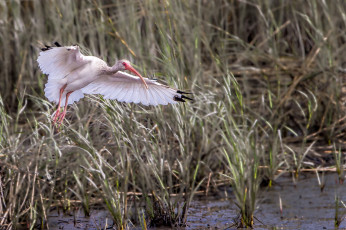 Картинка животные ибисы +колпицы аист болото