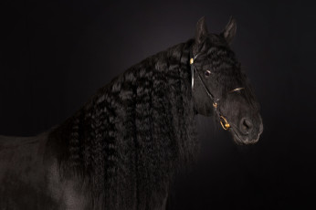 Картинка животные лошади вороной грива