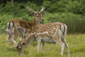 Картинка животные олени пятнистые