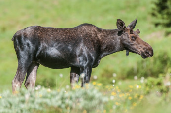 Картинка животные лоси сохатый