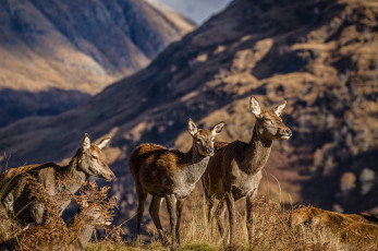Картинка животные олени оленихи