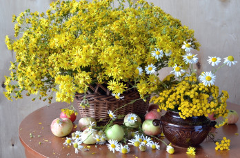 Картинка цветы луговые+ полевые +цветы яблоки пижма ромашки