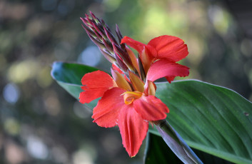 Картинка цветы канна красный