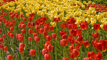 Картинка цветы тюльпаны бутоны