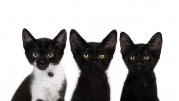 Картинка животные коты три