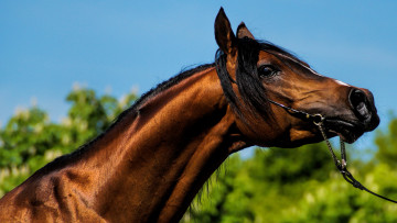 Картинка животные лошади взгляд