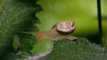 Картинка животные улитки улитка