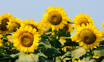 Картинка цветы подсолнухи