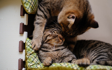 Картинка животные коты любовь