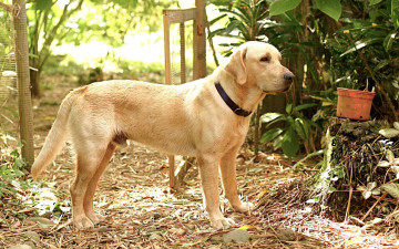 Картинка животные собаки взгляд