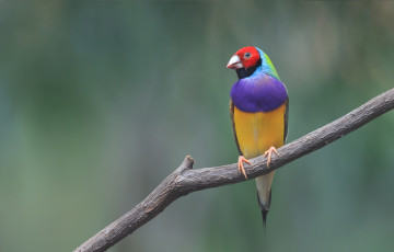 Картинка животные амадины +зяблики +астрильды цветной