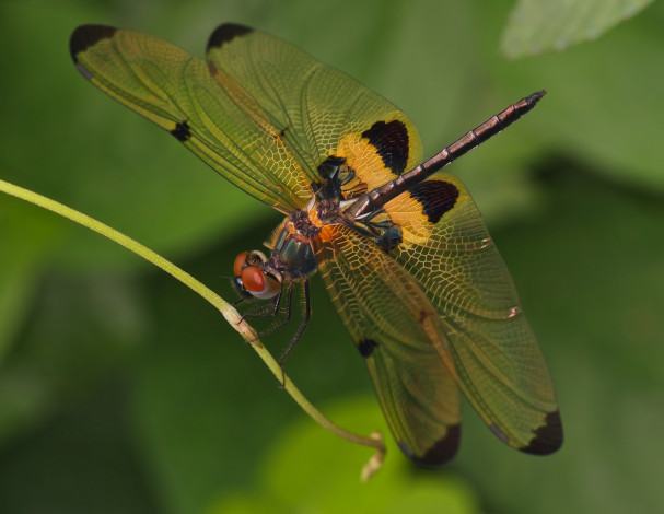 Обои картинки фото животные, стрекозы, стрекоза