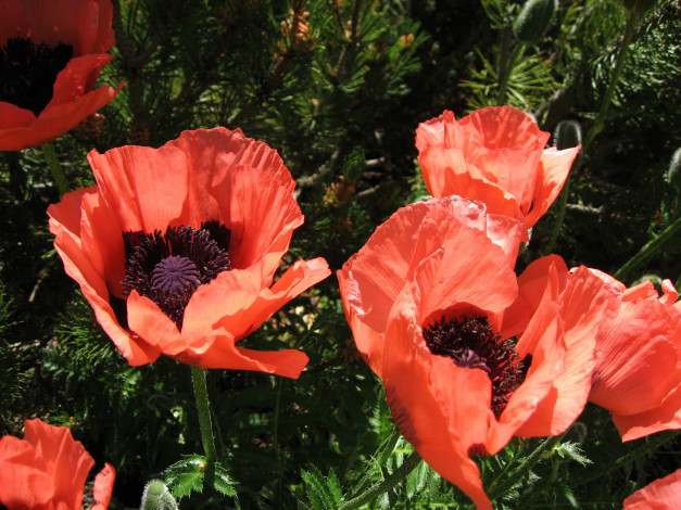 Обои картинки фото цветы, маки, сад