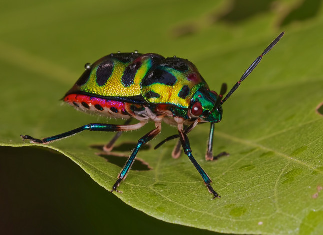 Обои картинки фото животные, насекомые, жучок