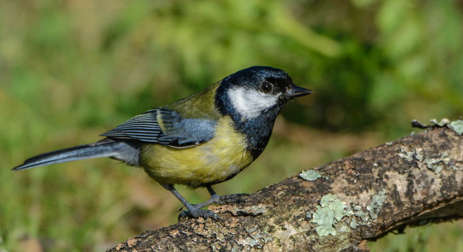 Обои картинки фото животные, синицы,  лазоревки, синичка